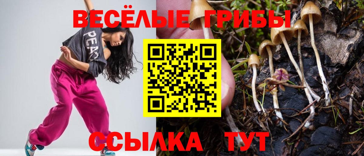 Галлюциногенные грибы Psilocybe  Ивантеевка 